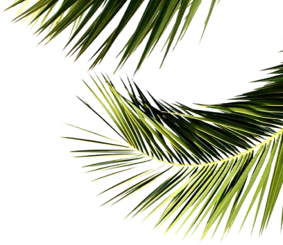  leaves image